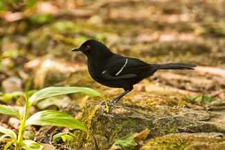 Witschoudervuuroog - Pyriglena leucoptera